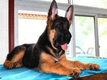 狼狗最新爆料视频播放下载,独家下载解析