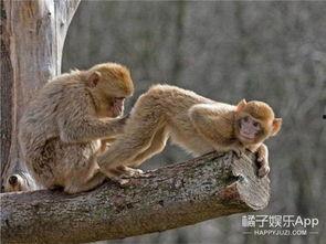 猴子爆料最新消息,揭秘娱乐圈最新劲爆消息！